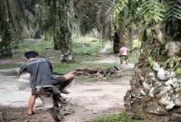 Pihak PTPN IV BP Mandoge meninjau lokasi pencurian berondolan kepala sawit di Desa Huta Bagasan, Asahan, Rabu (20/1/2026). (Foto Dok Ho/Dic-RadarBangsa.co.id)