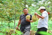 Petani menata durian hasil panen di Desa Pancur, Kecamatan Lumbang, Kabupaten Pasuruan, Kamis (tanggal). (Foto Dok Ho/Nul-RadarBangsa.co.id)