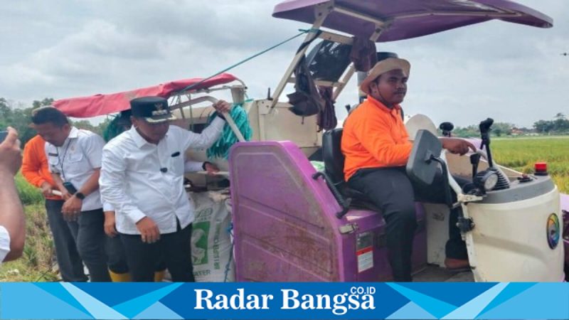 Bupati Bangkalan Lukman Hakim meninjau panen padi di Kelurahan Tunjung, Kecamatan Burneh, Kamis (28/1/2026). (Foto Dok Ho/Nul-RadarBangsa.co.id)