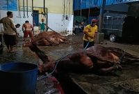 Petugas melakukan penyembelihan sapi di salah satu Rumah Potong Hewan (RPH) Kabupaten Pasuruan, Senin (26/1/2026). (Foto Dok Ho/Nul-RadarBangsa.co.id)
