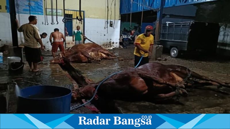 Petugas melakukan penyembelihan sapi di salah satu Rumah Potong Hewan (RPH) Kabupaten Pasuruan, Senin (26/1/2026). (Foto Dok Ho/Nul-RadarBangsa.co.id)