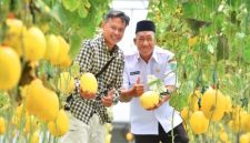 Deretan tanaman melon Golden Kinanti di greenhouse agrowisata Taman ADN Firdaus, Desa Sumbergedang, Pandaan, Pasuruan, Rabu (21/1/2026). (Foto Dok Ho/Nul-RadarBangsa.co.id)
