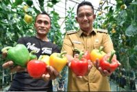 Petani memanen paprika di greenhouse Desa Tlogosari, Kecamatan Tutur, Kabupaten Pasuruan. (Foto Dok Ho/RadarBangsa.co.id)