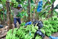 Muhammad Sidiq menata pisang cavendish pesanan MBG di gudang Dusun Lodo, Pasuruan, Sabtu (24/1/2026). (Foto Dok Ho/Nul-RadarBangsa.co.id)