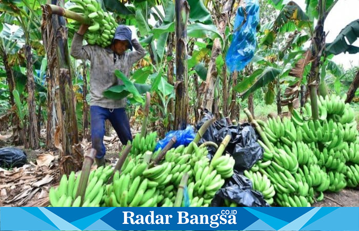 Muhammad Sidiq menata pisang cavendish pesanan MBG di gudang Dusun Lodo, Pasuruan, Sabtu (24/1/2026). (Foto Dok Ho/Nul-RadarBangsa.co.id)