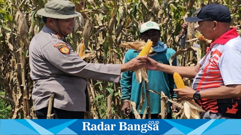 AKP Anang Purwo Widodo memantau panen jagung Poktan Budi Lestari di Desa Soko, Jumat, 6 Februari 2026. (Foto Dok Ho/Nul-RadarBangsa.co.id)