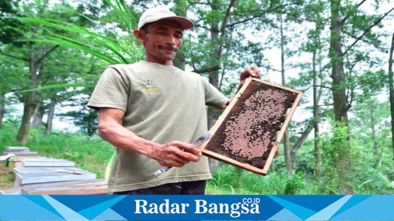 Aktivitas panen madu randu di Desa Welulang, Kecamatan Lumbang, Sabtu (21/2/2026). (Foto Dok Ho/RadarBangsa.co.id)