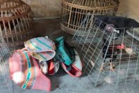 Petugas Polsek Babat mengamankan barang bukti judi sabung ayam di Desa Moropelang, Babat, Lamongan, Kamis (5 Februari 2026). (Foto Dok Ho/Nul-RadarBangsa.co.id)