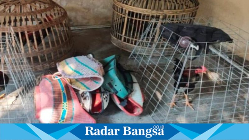 Petugas Polsek Babat mengamankan barang bukti judi sabung ayam di Desa Moropelang, Babat, Lamongan, Kamis (5 Februari 2026). (Foto Dok Ho/Nul-RadarBangsa.co.id)