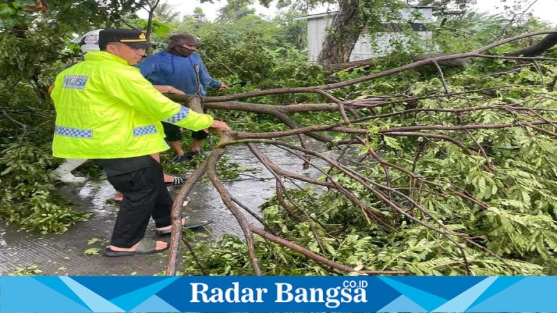 Petugas Polres Lamongan melakukan evakuasi pohon tumbang dan membantu warga terdampak angin puting beliung di Lamongan, 1 Februari 2026. (Foto Dok Ho/Nul-RadarBangsa.co.id)