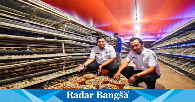 Kandang budidaya burung puyuh milik Bumdes Kandung saat produksi telur, Rabu (18/2/2026). (Foto Dok Ho/RadarBangsa.co.id)