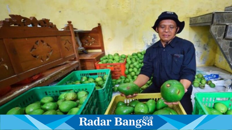 Petani alpukat memanen buah di Desa Pucangsari, Kecamatan Purwodadi, Kabupaten Pasuruan, Senin (2/2/2026). (Foto Dok Ho/Nul-RadarBangsa.co.id)