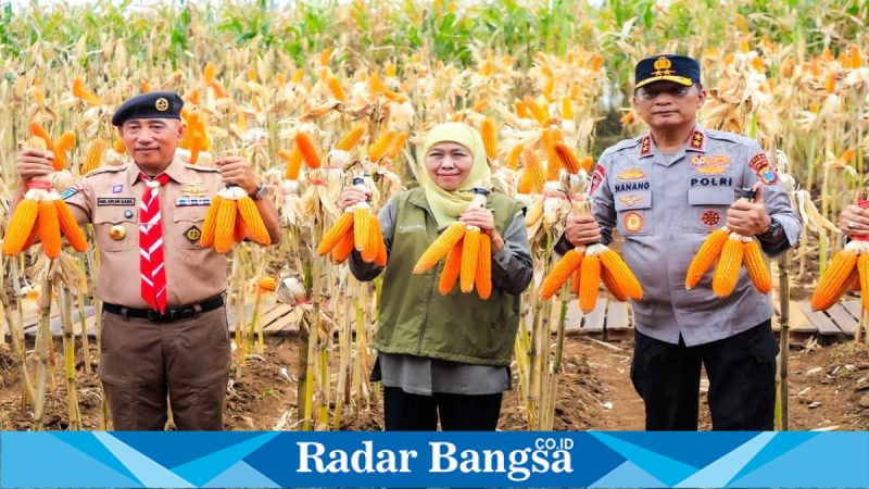 Gubernur Khofifah bersama Kapolda Jatim dan HKTI saat panen jagung di Banyuwangi, Sabtu (28/2). (Foto Dok Ho/RadarBangsa.co.id)
