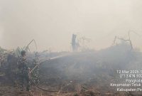 Kebakaran lahan gambut di Desa Merbau, Pelalawan, Riau, yang diduga berasal dari area koperasi dan meluas ke perkebunan warga, Jumat (13/4/2026). (Foto Dok Ho/RadarBangsa.co.id)