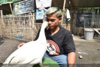 Peternak merawat entok jumbo di kandang budidaya Desa Mojoparon, Pasuruan, Minggu (19/4/2026). (Foto Dok Ho/RadarBangsa.co.id)