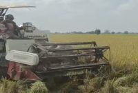 Petani memanen padi menggunakan combine harvester di Desa Kroya, Sabtu 4 April 2026. (Foto Dok Ho/RadarBangsa.co.id)