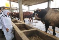 Gubernur Jatim Khofifah memastikan kesiapan hewan kurban, Senin (27/4/2026). (Foto Dok Ho/RadarBangsa.co.id)