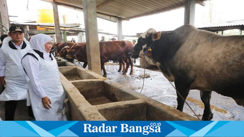 Gubernur Jatim Khofifah memastikan kesiapan hewan kurban, Senin (27/4/2026). (Foto Dok Ho/RadarBangsa.co.id)