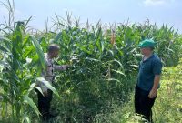Anggota Polsek Prambon bersama petani saat mengecek lahan jagung di Desa Prambon, Sidoarjo, Senin (20/4/2026). (Foto Dok Ho/RadarBangsa.co.id)