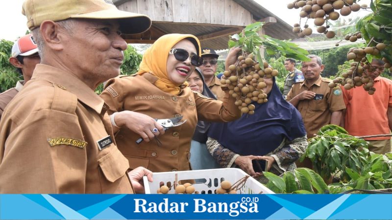 Wabup Sidoarjo Mimik Idayana saat memetik klengkeng di Tulangan, Selasa (31/3/2026). (Foto Dok Ho/RadarBangsa.co.id)