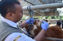 Petugas DKPP Kota Blitar memeriksa sapi terindikasi cacing di Pasar Hewan Dimoro jelang Idul Adha, Rabu, 6 Mei 2026 (Foto Dok Ho/RadarBangsa.co.id)