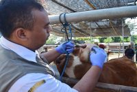 Petugas DKPP Kota Blitar memeriksa sapi terindikasi cacing di Pasar Hewan Dimoro jelang Idul Adha, Rabu, 6 Mei 2026 (Foto Dok Ho/RadarBangsa.co.id)