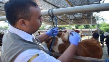 Petugas DKPP Kota Blitar memeriksa sapi terindikasi cacing di Pasar Hewan Dimoro jelang Idul Adha, Rabu, 6 Mei 2026 (Foto Dok Ho/RadarBangsa.co.id)