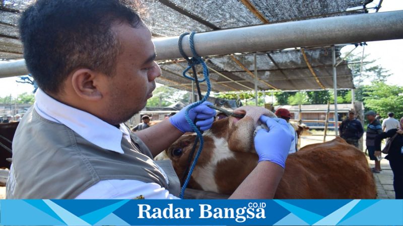 Petugas DKPP Kota Blitar memeriksa sapi terindikasi cacing di Pasar Hewan Dimoro jelang Idul Adha, Rabu, 6 Mei 2026 (Foto Dok Ho/RadarBangsa.co.id)