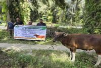 Penyaluran bantuan 22 ekor sapi qurban oleh PT Musim Mas kepada masyarakat dan pekerja di Pelalawan, Senin–Selasa, 25–26 Mei 2026. (Foto Dok Ho/RadarBangsa.co.id)