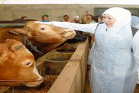 Gubernur Jatim Khofifah Indar Parawansa meninjau sentra ternak sapi kurban di Bojonegoro, Senin, 25 Mei 2026. (Foto Dok Ho/RadarBangsa.co.id)