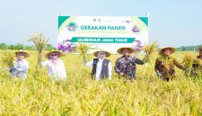 Gubernur Khofifah memimpin gerakan panen dan percepatan tanam di Madiun, Jumat, 8 Mei 2026.  (Foto Dok Ho/RadarBangsa.co.id)