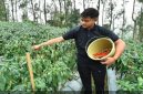 Petani cabai di Desa Baledono, Kecamatan Tosari, Pasuruan mulai memanen cabai merah saat harga pasar melonjak, Rabu (6/5/2026). (Foto Dok Ho/RadarBangsa.co.id)