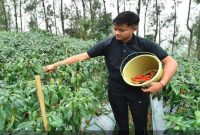 Petani cabai di Desa Baledono, Kecamatan Tosari, Pasuruan mulai memanen cabai merah saat harga pasar melonjak, Rabu (6/5/2026). (Foto Dok Ho/RadarBangsa.co.id)