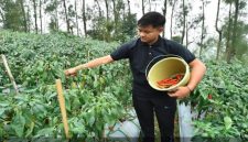 Petani cabai di Desa Baledono, Kecamatan Tosari, Pasuruan mulai memanen cabai merah saat harga pasar melonjak, Rabu (6/5/2026). (Foto Dok Ho/RadarBangsa.co.id)