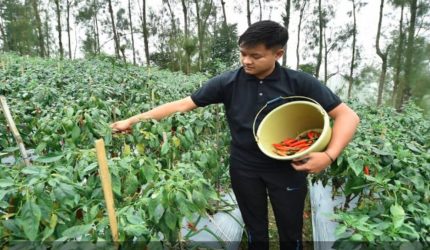Petani cabai di Desa Baledono Tosari Pasuruan memanen cabai merah saat harga naik