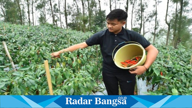 Petani cabai di Desa Baledono, Kecamatan Tosari, Pasuruan mulai memanen cabai merah saat harga pasar melonjak, Rabu (6/5/2026). (Foto Dok Ho/RadarBangsa.co.id)