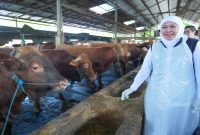 Gubernur Khofifah saat meninjau peternakan sapi di Nganjuk, Sabtu (2/5). (Foto Dok Ho/RadarBangsa.co.id)