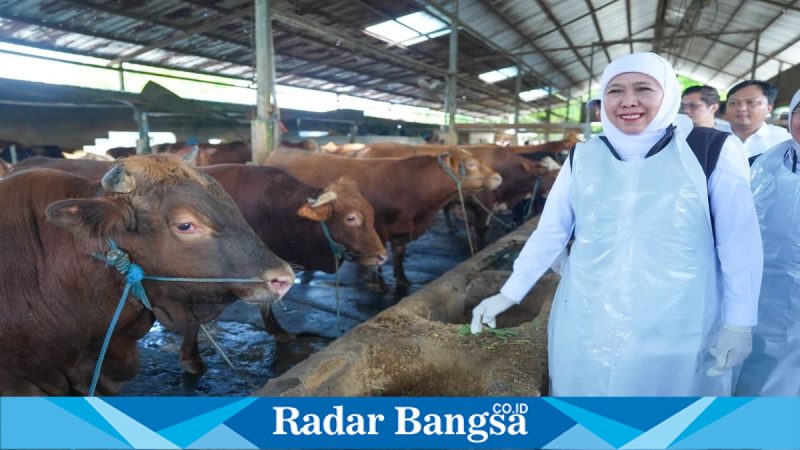 Gubernur Khofifah saat meninjau peternakan sapi di Nganjuk, Sabtu (2/5). (Foto Dok Ho/RadarBangsa.co.id)