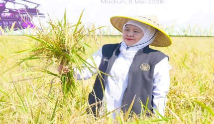 Gubernur Khofifah memimpin gerakan panen dan percepatan tanam padi di Kabupaten Madiun