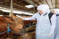 Gubernur Jatim Khofifah Indar Parawansa saat meninjau peternakan sapi di Nganjuk, Sabtu (2/5/2026). (Foto Dok Ho/RadarBangsa.co.id)