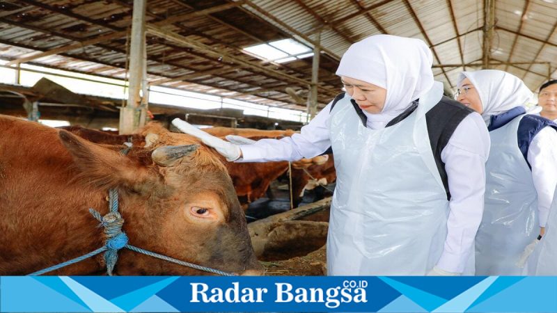 Gubernur Jatim Khofifah Indar Parawansa saat meninjau peternakan sapi di Nganjuk, Sabtu (2/5/2026). (Foto Dok Ho/RadarBangsa.co.id)