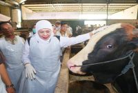 Gubernur Jawa Timur Khofifah Indar Parawansa meninjau sentra ternak sapi kurban di Bojonegoro, Senin, 25 Mei 2026. (Foto Dok Ho/RadarBangsa.co.id)