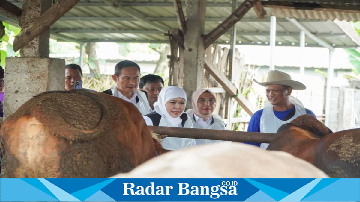 Gubernur Jawa Timur Khofifah Indar Parawansa meninjau kesiapan hewan kurban di Peternakan Pak Suparto, Kedungpring, Lamongan, Minggu, 24 Mei 2026. (Foto Dok Ho/RadarBangsa.co.id)