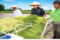 Bupati Bangkalan Lukman Hakim saat menanam padi menggunakan rice transplanter di Dusun Kencat, Rabu (16/05/2026). (Foto Dok Ho/RadarBangsa.co.id)