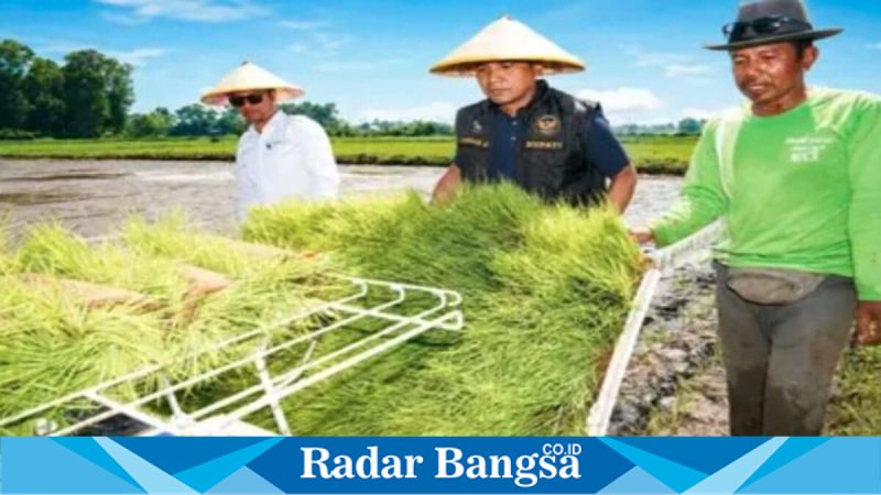 Bupati Bangkalan Lukman Hakim saat menanam padi menggunakan rice transplanter di Dusun Kencat, Rabu (16/05/2026). (Foto Dok Ho/RadarBangsa.co.id)