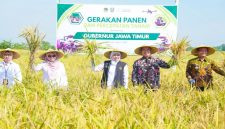 Gubernur Jawa Timur Khofifah Indar Parawansa memimpin Gerakan Panen dan Percepatan Tanam di Desa Gading, Kabupaten Madiun, Jumat (8/5/2026). (Foto Dok Ho/RadarBangsa.co.id)