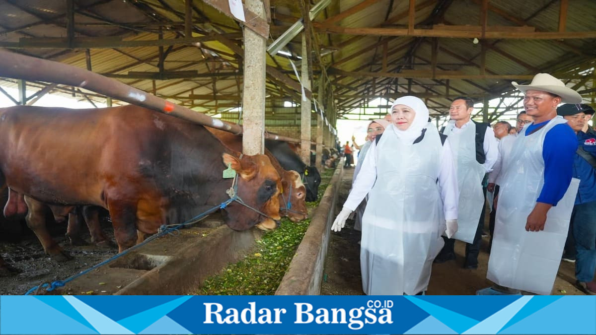 Gubernur Jawa Timur Khofifah Indar Parawansa meninjau koperasi ternak di Kedungpring, Lamongan, Minggu, 24 Mei 2026. (Foto Dok Ho/RadarBangsa.co.id)