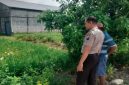 Petugas Polsek Tikung saat memantau perkembangan tanaman dalam program Pekarangan Pangan Bergizi (P2B) di Desa Guminingrejo, Senin (4/5/2026). (Foto Dok Ho/RadarBangsa.co.id)