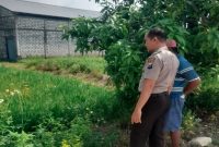 Petugas Polsek Tikung saat memantau perkembangan tanaman dalam program Pekarangan Pangan Bergizi (P2B) di Desa Guminingrejo, Senin (4/5/2026). (Foto Dok Ho/RadarBangsa.co.id)
