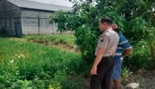 Petugas Polsek Tikung saat memantau perkembangan tanaman dalam program Pekarangan Pangan Bergizi (P2B) di Desa Guminingrejo, Senin (4/5/2026). (Foto Dok Ho/RadarBangsa.co.id)